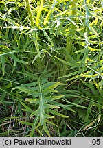 Cirsium ×subalpinum