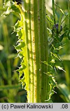 Cirsium ×subalpinum