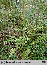 Cirsium ×subalpinum