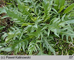 Cirsium ×tataricum