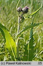 Cirsium ×tataricum