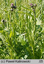 Cirsium ×tataricum