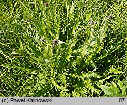 Cirsium ×tataricum