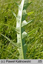 Cirsium ×tataricum