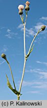 Cirsium ×tataricum