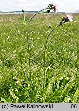 Cirsium ×tataricum