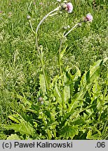 Cirsium ×tataricum