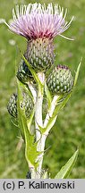 Cirsium ×tataricum