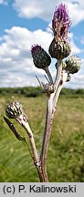 Cirsium ×wimmeri