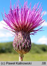 Cirsium ×wimmeri