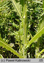 Cirsium ×wimmeri