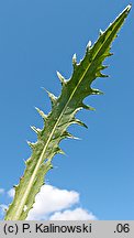 Cirsium ×wimmeri