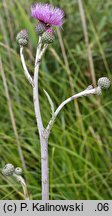 Cirsium ×wimmeri