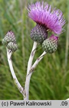 Cirsium ×wimmeri