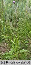 Cirsium ×wimmeri