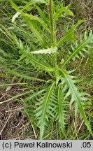 Cirsium ×wimmeri