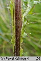 Cirsium ×wimmeri