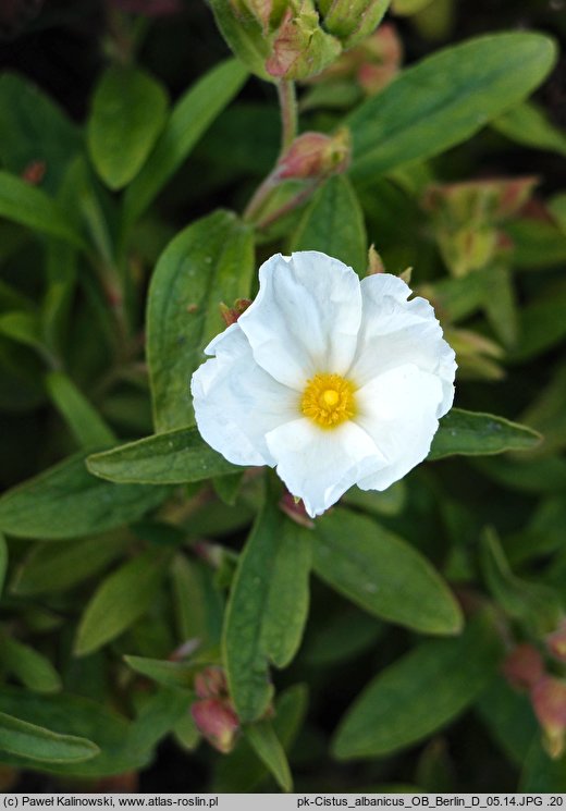 Cistus albanicus (czystek albański)