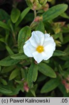 Cistus albanicus (czystek albański)