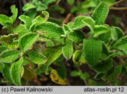 Cistus ×incanus (czystek szary)