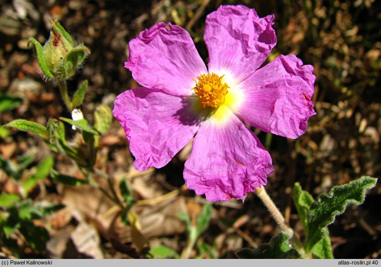 Cistus ×incanus (czystek szary)