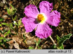 Cistus ×incanus (czystek szary)