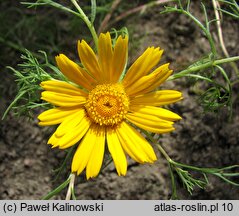 Cladanthus arabicus (kladantus żółty)