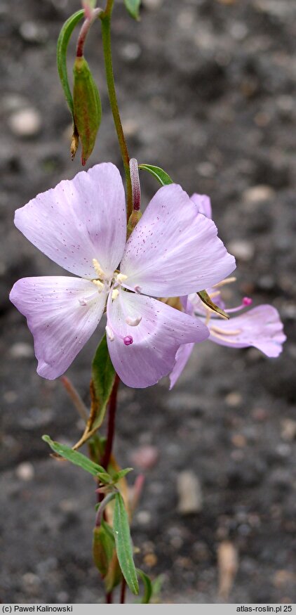 Clarkia bottae