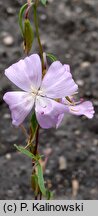 Clarkia bottae