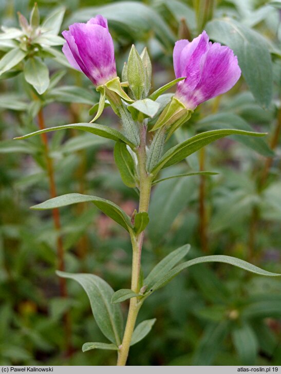 Clarkia purpurea ssp. viminea