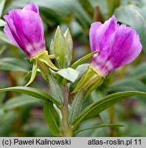 Clarkia purpurea ssp. viminea