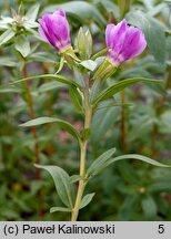 Clarkia purpurea ssp. viminea