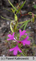 Clarkia unguiculata (dzierotka wytworna)