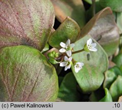 Claytonia perfoliata (klejtonia przeszyta)