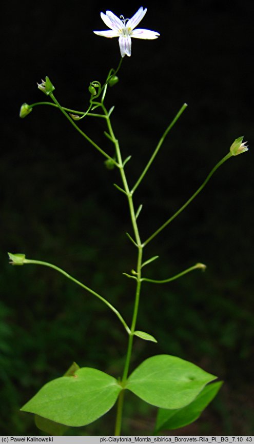 Claytonia alsinoides