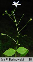 Claytonia alsinoides