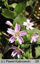 Claytonia alsinoides