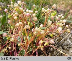 Claytonia linearis (klejtonia wąskolistna)