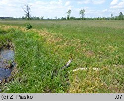 Claytonia linearis (klejtonia wąskolistna)