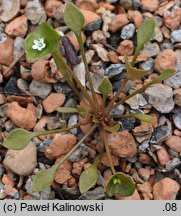 Claytonia perfoliata (klejtonia przeszyta)