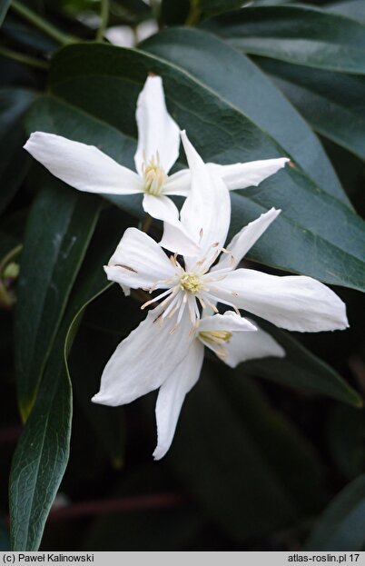 Clematis armandii