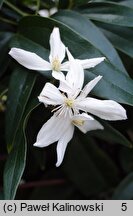 Clematis armandii