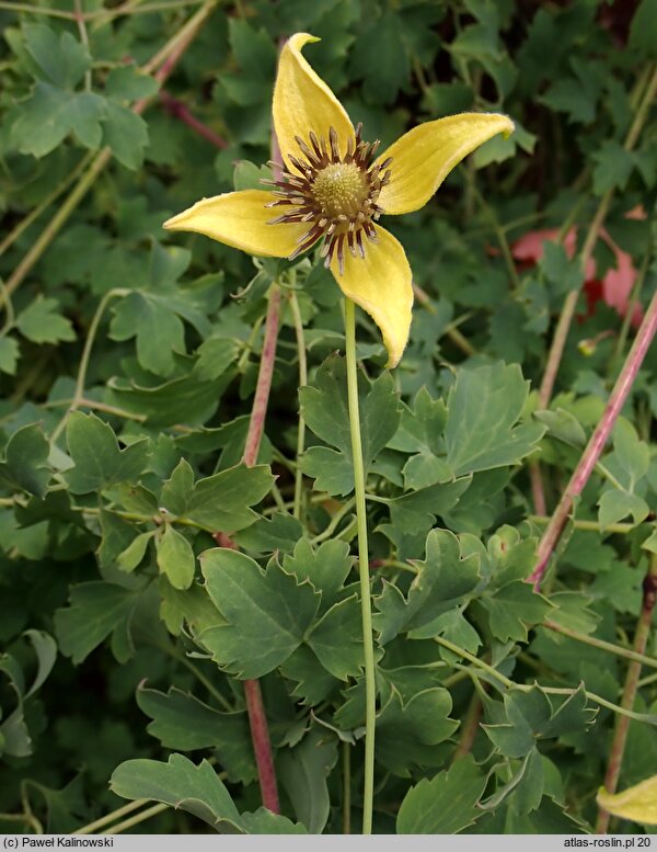 Clematis barbellata