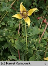 Clematis barbellata