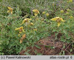 Clematis barbellata