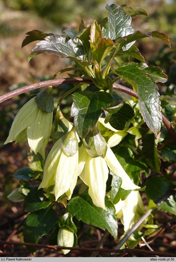 Clematis cirrhosa (powojnik wąsaty)