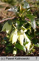 Clematis cirrhosa (powojnik wąsaty)