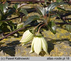 Clematis cirrhosa (powojnik wąsaty)