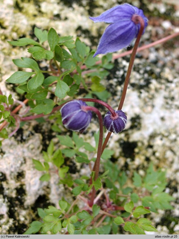 Clematis columbiana ssp. tenuiloba var. tenuiloba