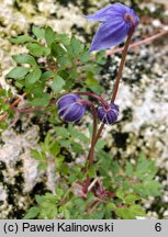 Clematis columbiana ssp. tenuiloba var. tenuiloba